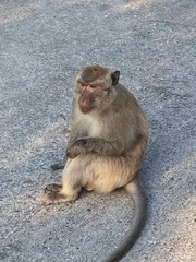 Macaca fascicularis