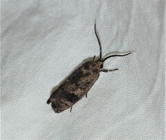 Pycnocera hypoxantha