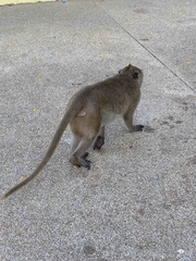 Macaca fascicularis
