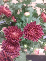 Chrysanthemum
