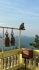 Macaca fascicularis