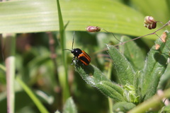 Cryptocephalus bipunctatus