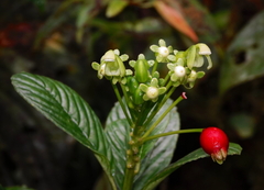Burmeistera multiflora