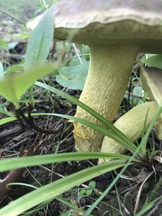 Retiboletus