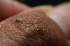 Prociphilus fraxinifolii