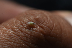 Prociphilus fraxinifolii