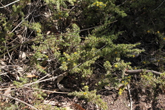 Pultenaea involucrata