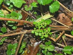 Chrysosplenium formosanum