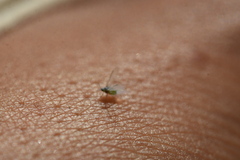 Prociphilus fraxinifolii