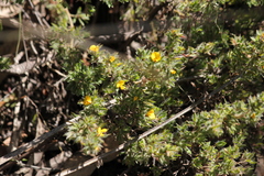 Pultenaea involucrata