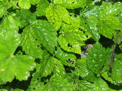 Elatostema parvum