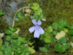 Viola formosana