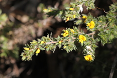 Pultenaea involucrata