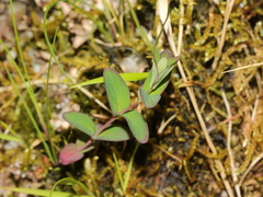 Hypericum nagasawae