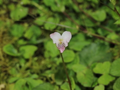 Viola adenothrix