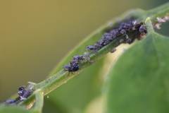 Aphis craccivora