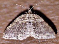 Anticlea multiferata