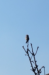 Prinia gracilis