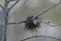 Oenanthe melanoleuca