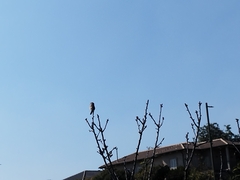 Prinia gracilis