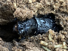 Odontotaenius