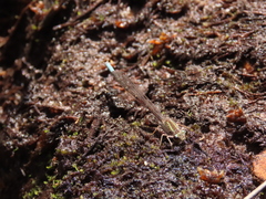 Ischnura