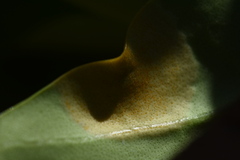 Puccinia klugkistiana
