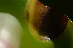 Puccinia klugkistiana
