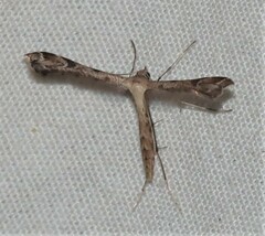 Stenoptilodes taprobanes