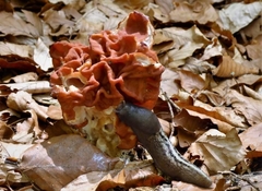 Gyromitra esculenta