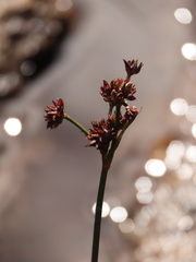 Juncus microcephalus