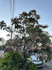 Clerodendrum quadriloculare