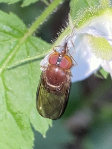 Rhingia nigra