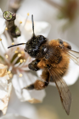 Andrena nigroaenea