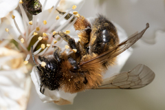 Andrena nigroaenea