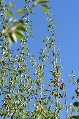 Populus simonii