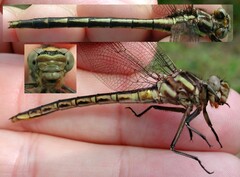 Phanogomphus spicatus