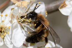 Andrena nigroaenea