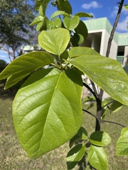 Magnoliopsida