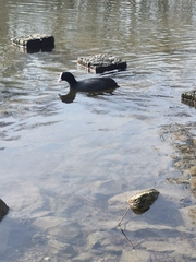 Fulica atra