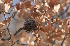 Andricus caputmedusae