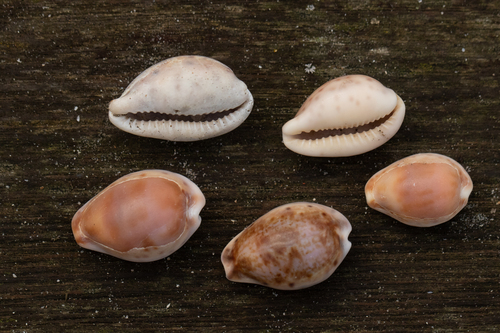 Cypraea zonaria observed 2023-01-12