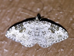 Xanthorhoe iduata