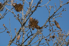 Andricus caputmedusae