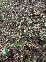 Rhododendron simsii