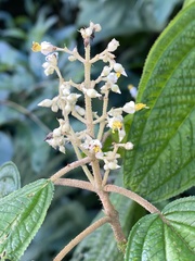 Miconia subseriata