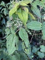 Miconia subseriata