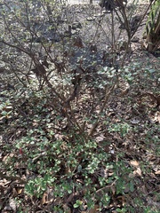 Rhododendron simsii