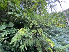 Miconia subseriata