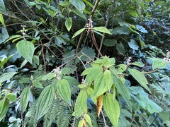 Miconia subseriata
